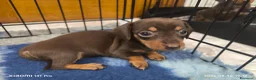 Bassotto cani in vendita: Bassotto tedesco femmina kaninchen  - Annuncio 6