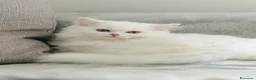 Scottish gatti in vendita: Gattine highland straight - Annuncio 2