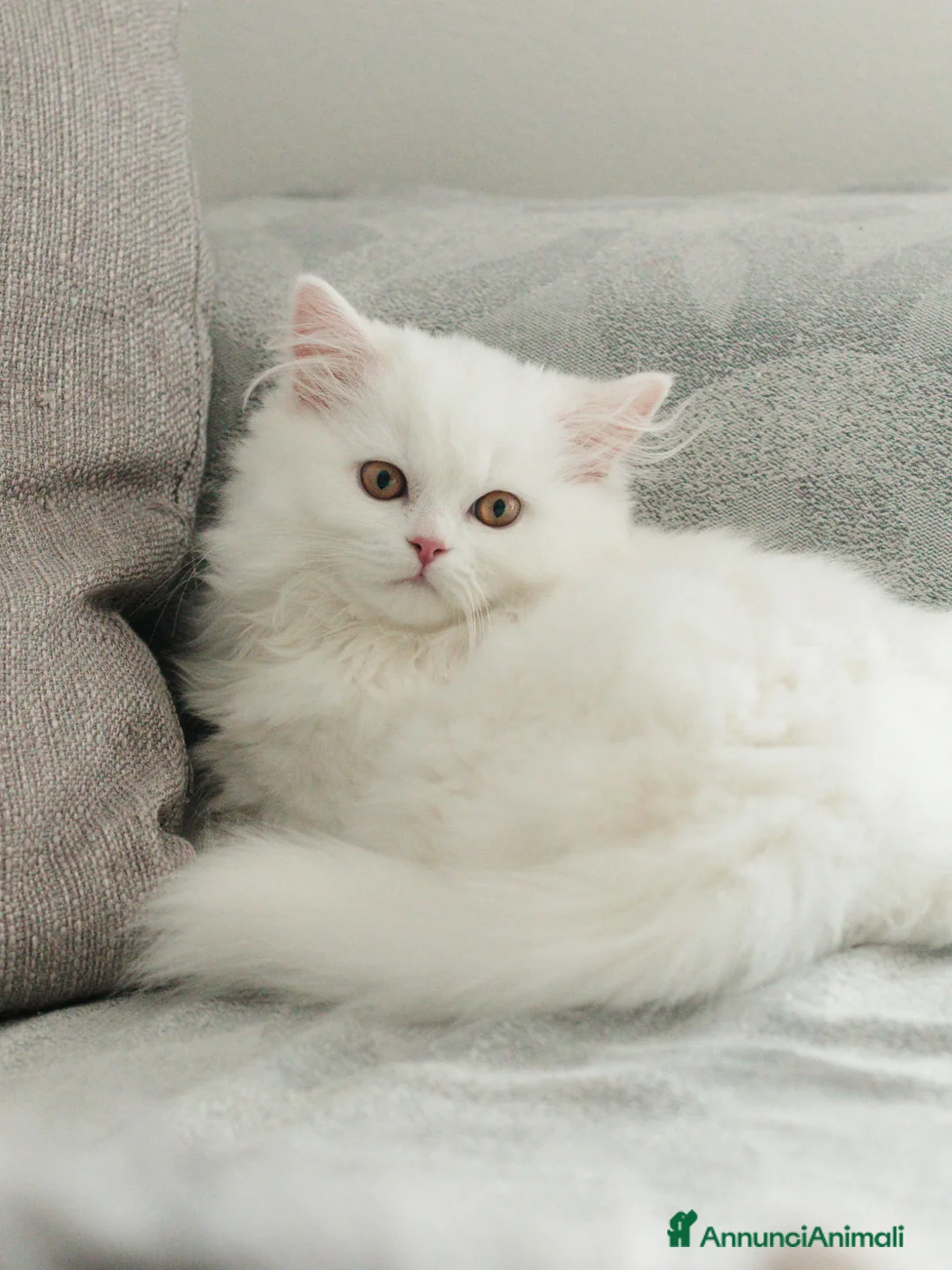 Scottish gatti in vendita: Gattine highland straight - Annuncio 2