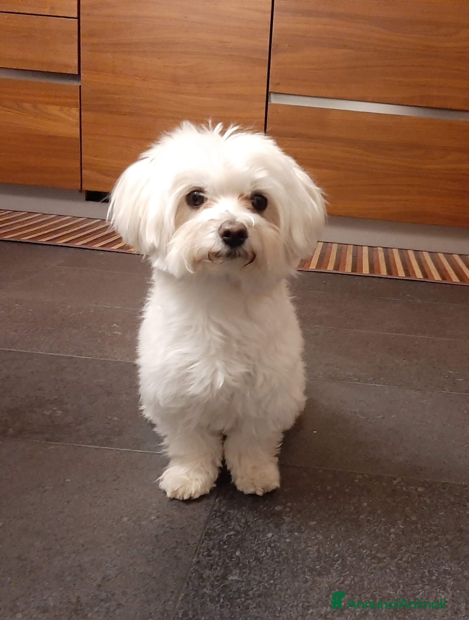 Maltese cani Maltese con pedigree per accoppiamento  - Annuncio 1