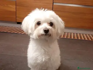 Maltese cani Maltese con pedigree per accoppiamento - Annuncio 1