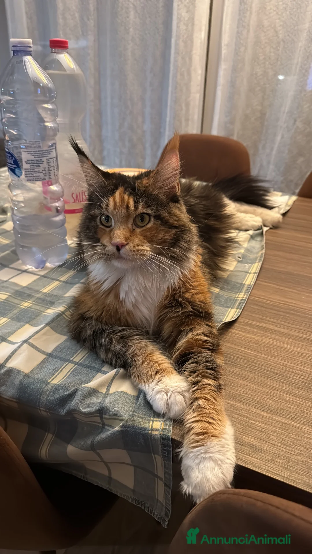 Maine Coon gatti in vendita: Splendidi cuccioli di Maine coon  - Annuncio 13