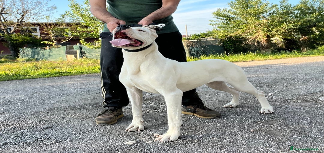 Immagine della galleria {{count}}