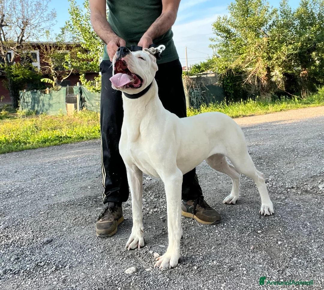 Immagine della galleria {{count}}