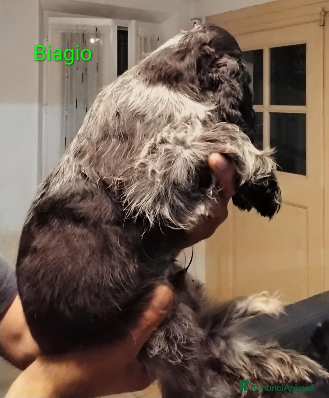 Cocker cani in vendita: Cucciolo Cocker Spaniel Inglese Blu Roano  - Annuncio 2