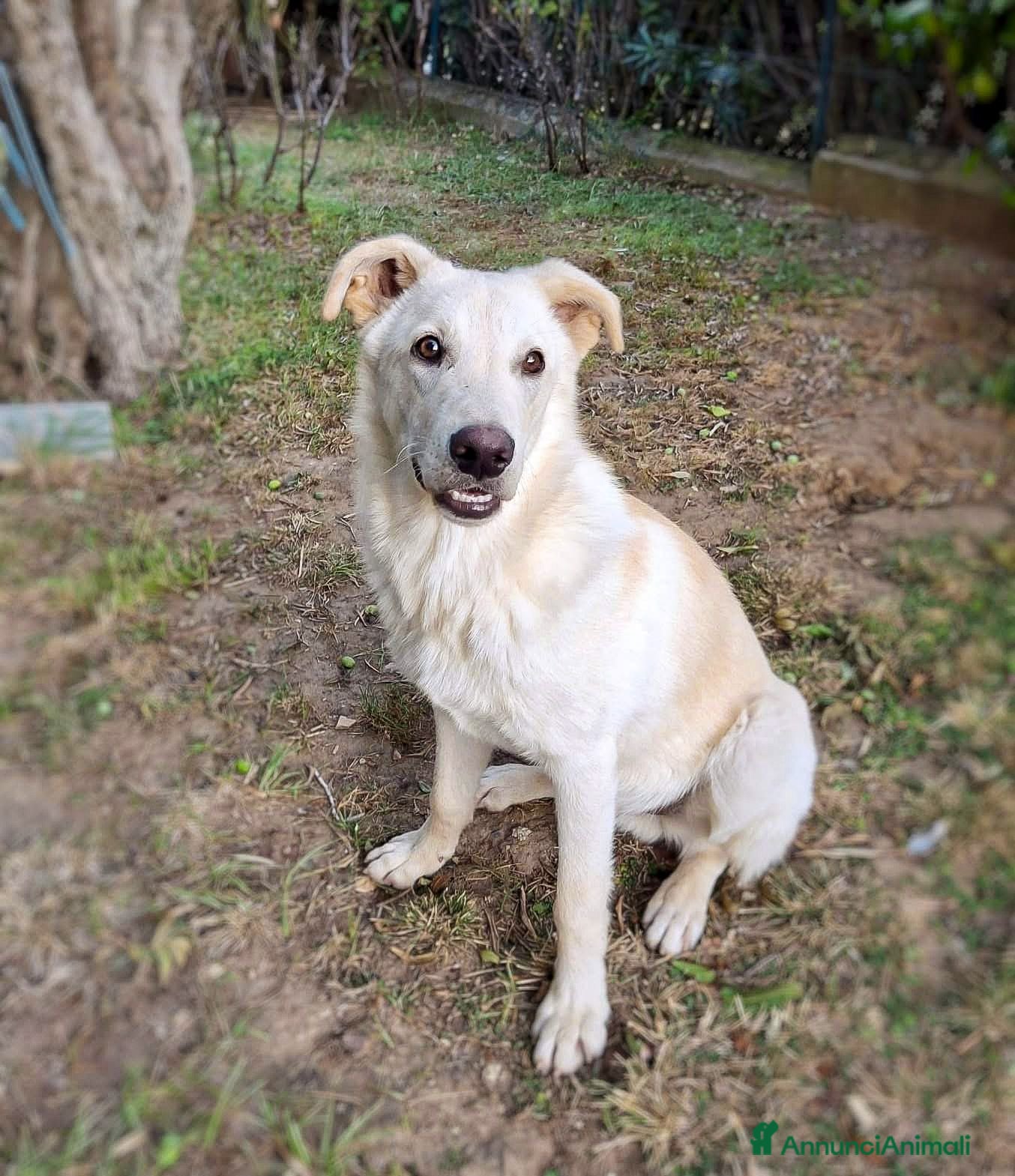 Meticcio cani SID 💙 - cerca una famiglia che voglia risate! 😍 - Annuncio 2