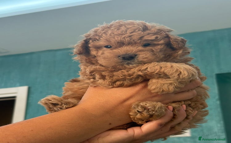 Barboncino Toy cani a Città Metropolitana di Napoli - Annuncio 3
