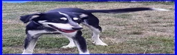 Meticcio cani in regalo: DUMBO un simpaticone! - Annuncio 3