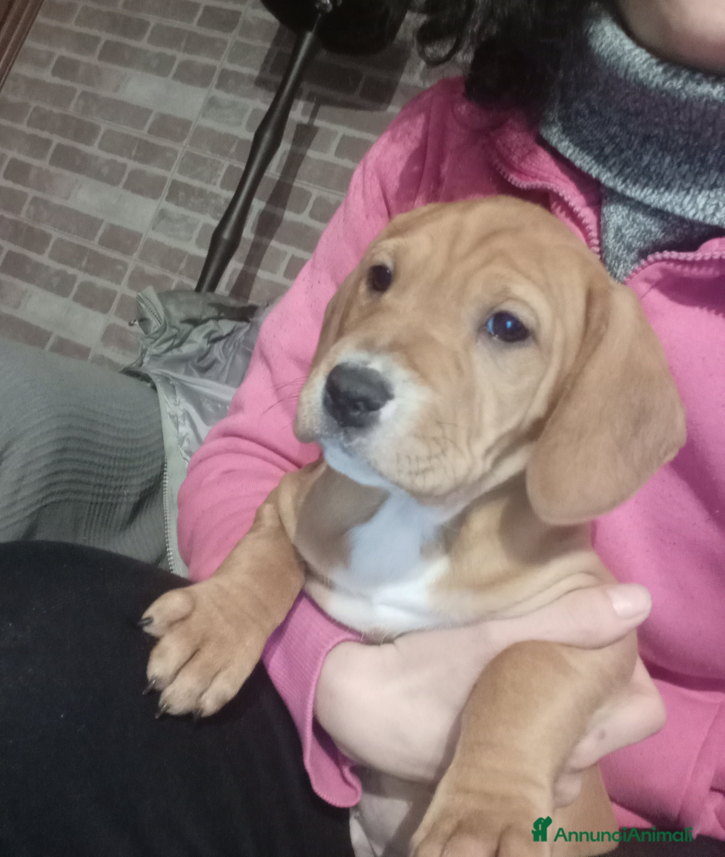 Meticcio cani Cucciola meticcia  - Annuncio 1