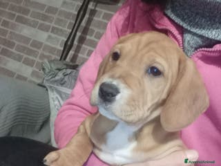 Meticcio cani Cucciola meticcia - Annuncio 1