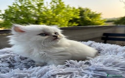 Persiano gatti in vendita: Gattini persiani Chinchilla e Himalayani  a Provincia di Ravenna - Immagine 12