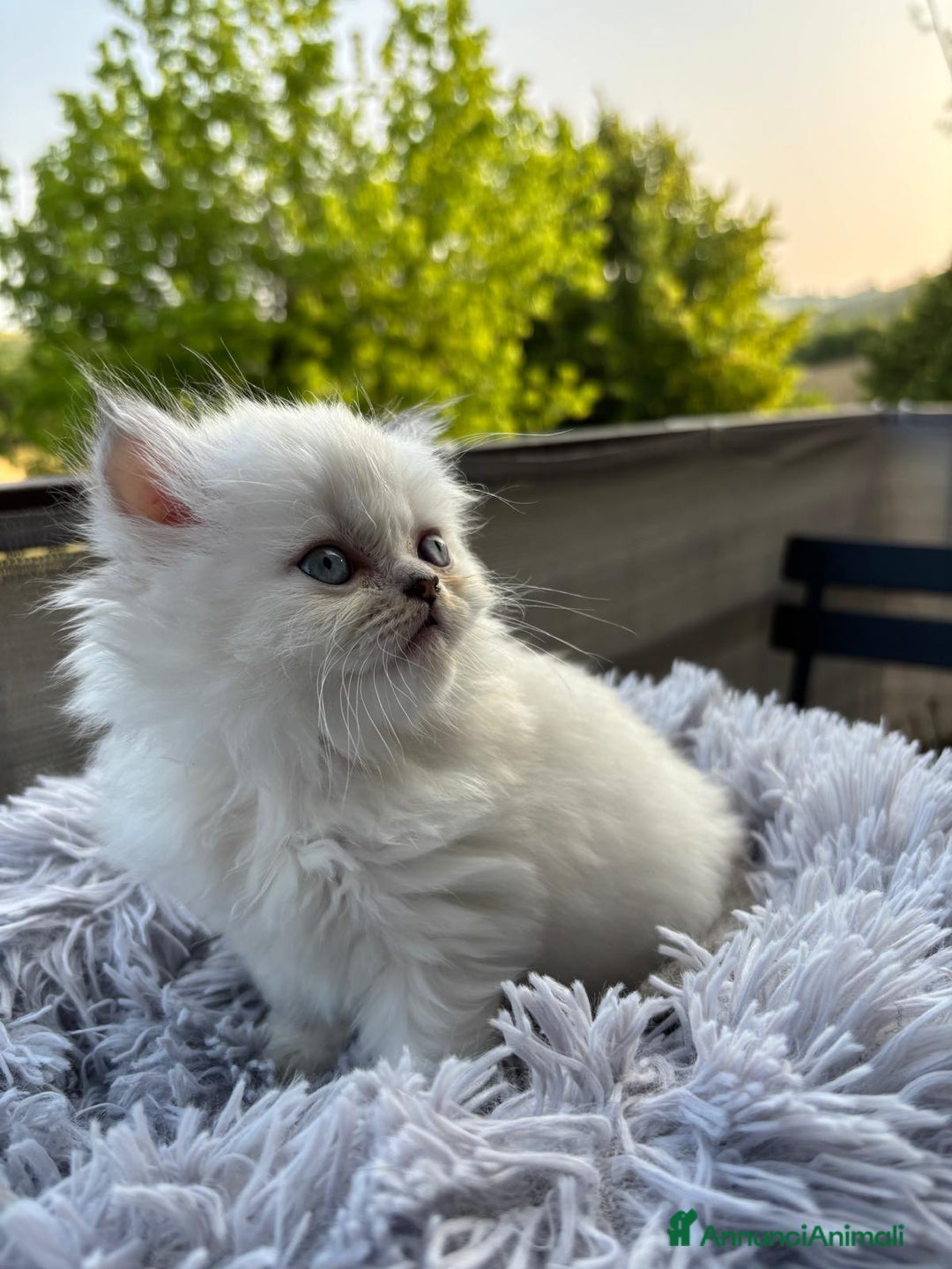 Persiano gatti in vendita: Gattini persiani Chinchilla e Himalayani  a Provincia di Ravenna - Immagine 12