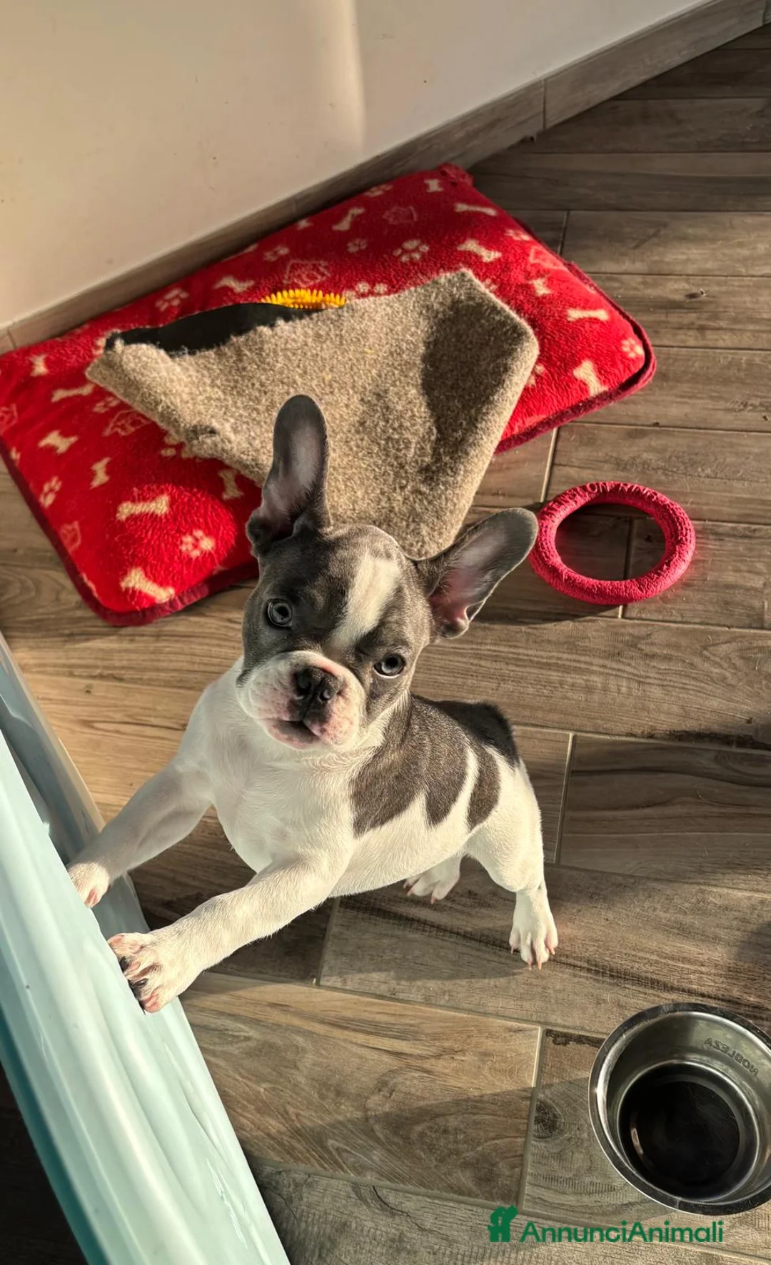 Bulldog Francese cani in vendita: Ultima cucciola disponibile  a Provincia di Latina - Annuncio 5