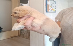 Maltese cani in vendita: Cuccioli di Maltipoo a Città Metropolitana di Torino - Immagine 4