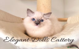 Ragdoll gatti in vendita: Ragdoll cucciola blu mitted disponibile  a Città metropolitana di Roma Capitale - Immagine 2
