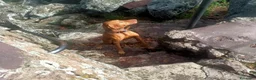 Vizsla cani per accoppiamento: Vizsla disponibile per monta - Annuncio 4
