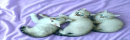 Siamese gatti in vendita: Gattini siamesi Tabby - Annuncio 1