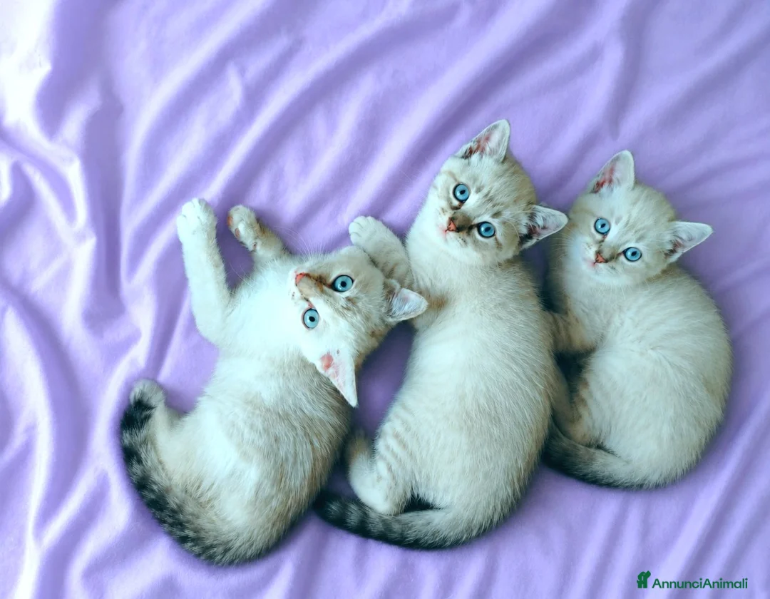 Siamese gatti in vendita: Gattini siamesi Tabby - Annuncio 1