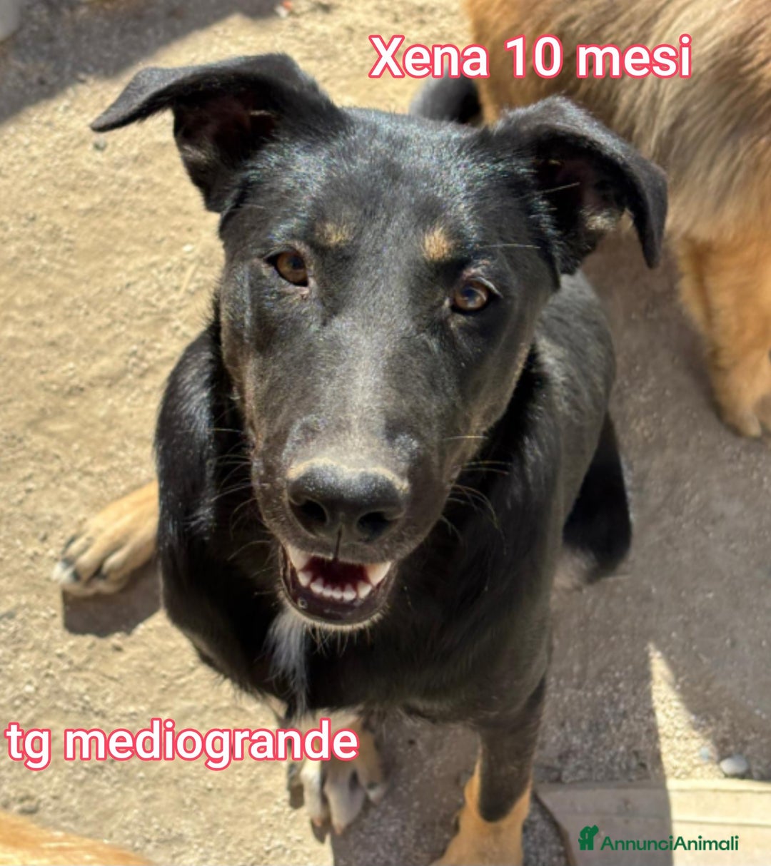 Meticcio cani in regalo: SALVA LA VITA DI UN CUCCIOLO! - Annuncio 10