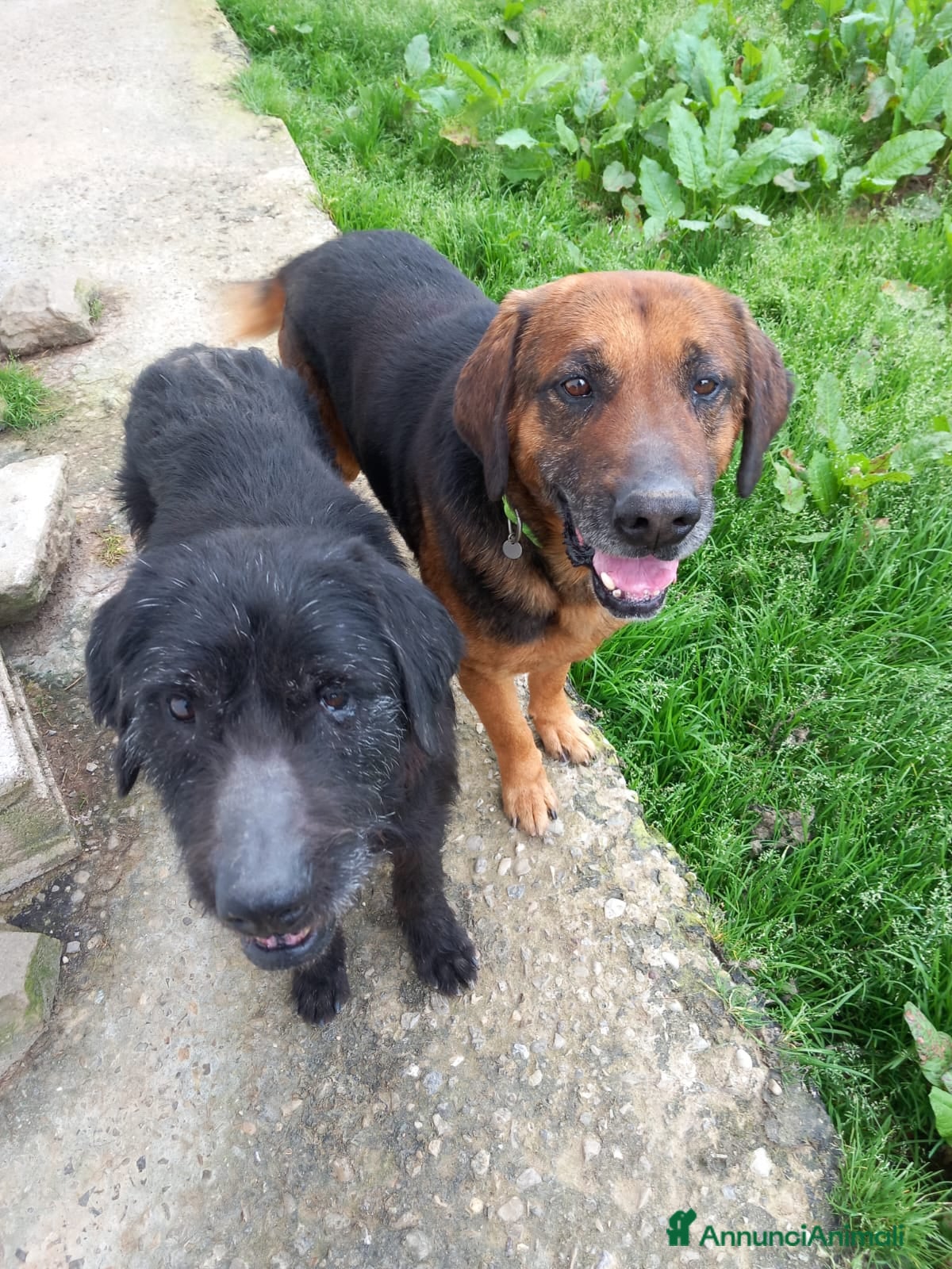 Meticcio cani Cani affettuosi cercano padroni amorevoli - Annuncio 2