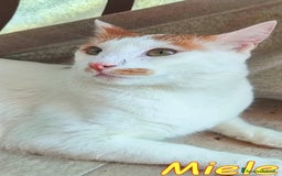 Europeo gatti in regalo: MIELE UN AMORE DI GATTINO SENZA RICHIESTE - Immagine 2