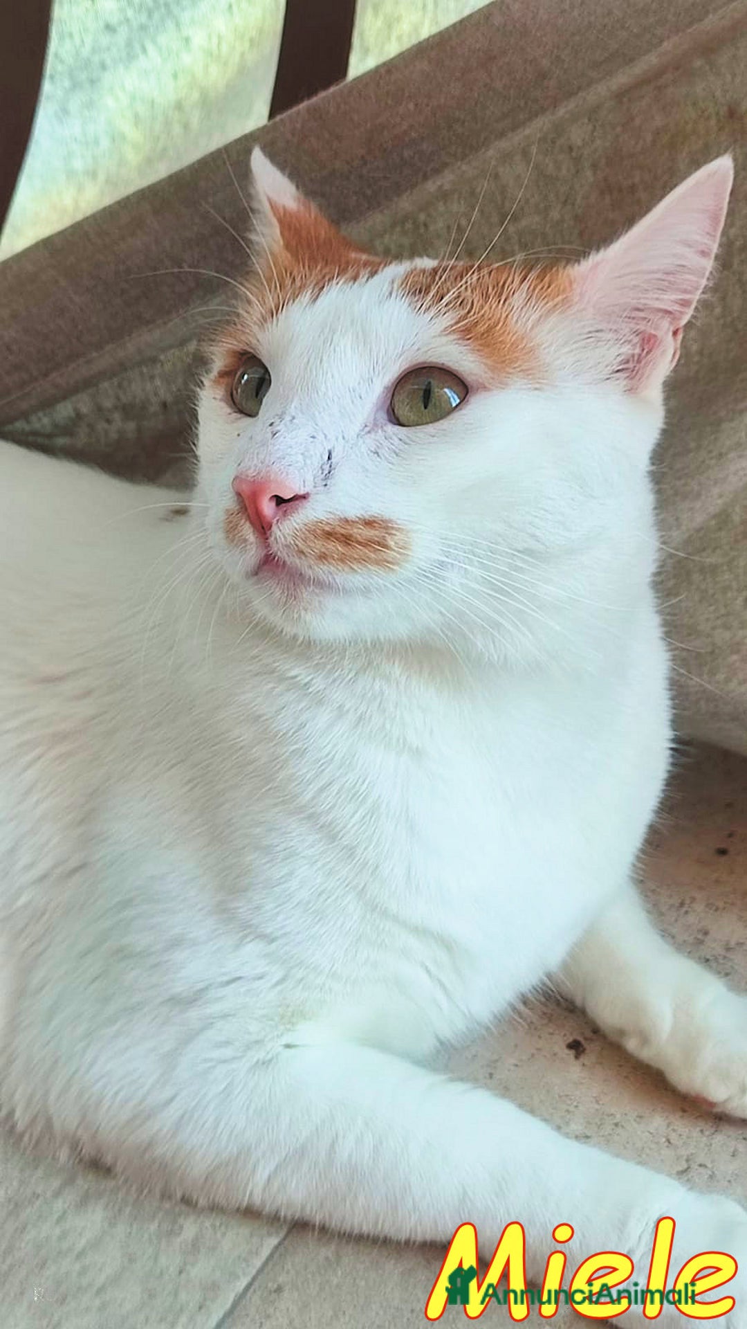 Europeo gatti in regalo: MIELE UN AMORE DI GATTINO SENZA RICHIESTE - Immagine 2