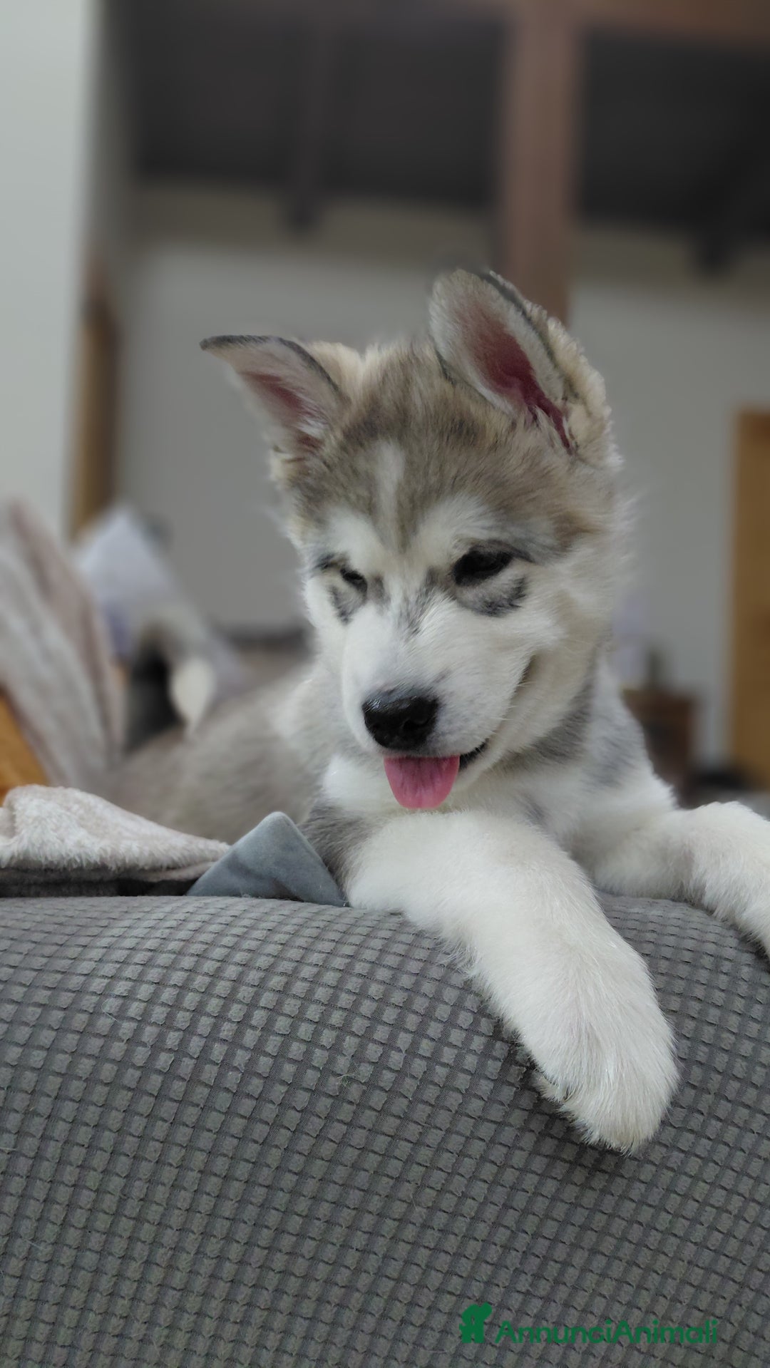 Alaskan Malamute cani in vendita: Cucciola di Alaskan Malamute - Annuncio 10