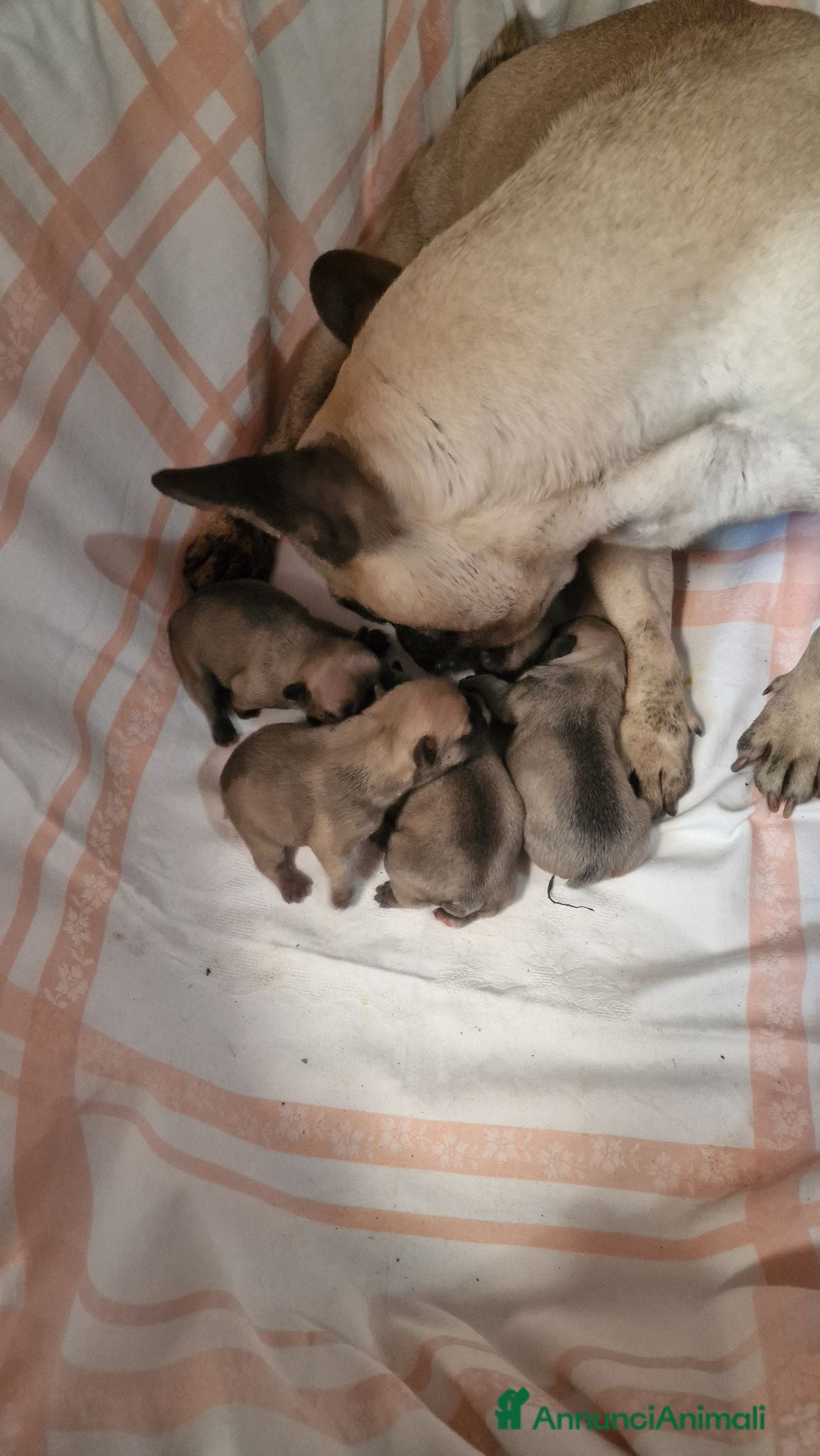Bulldog Francese cani Bulldog feancesi - Annuncio 2