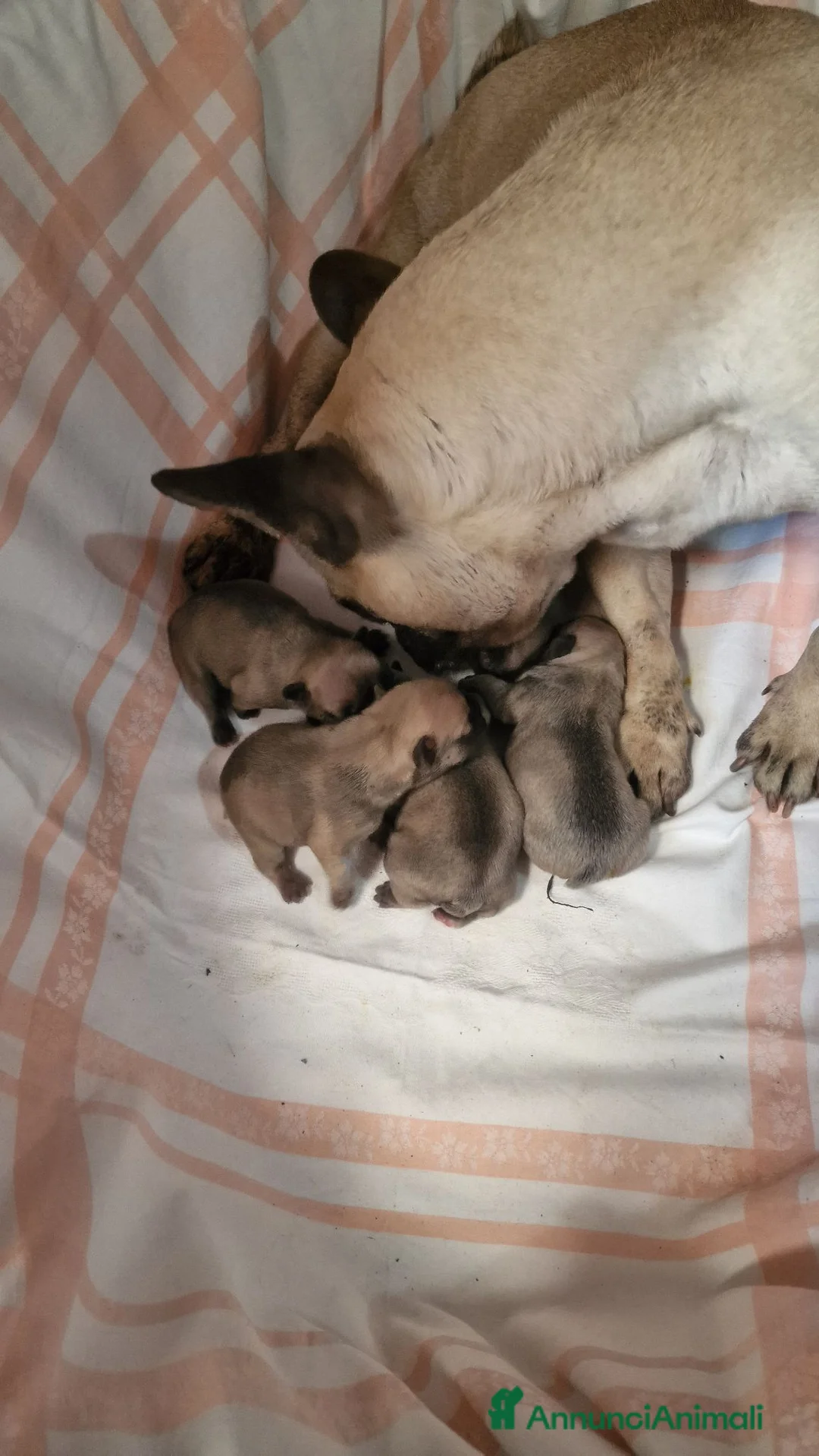 Bulldog Francese cani in vendita: Bulldog feancesi - Annuncio 1