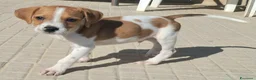 Meticcio cani in regalo: Zack 2 mesi taglia media piccola  - Annuncio 1
