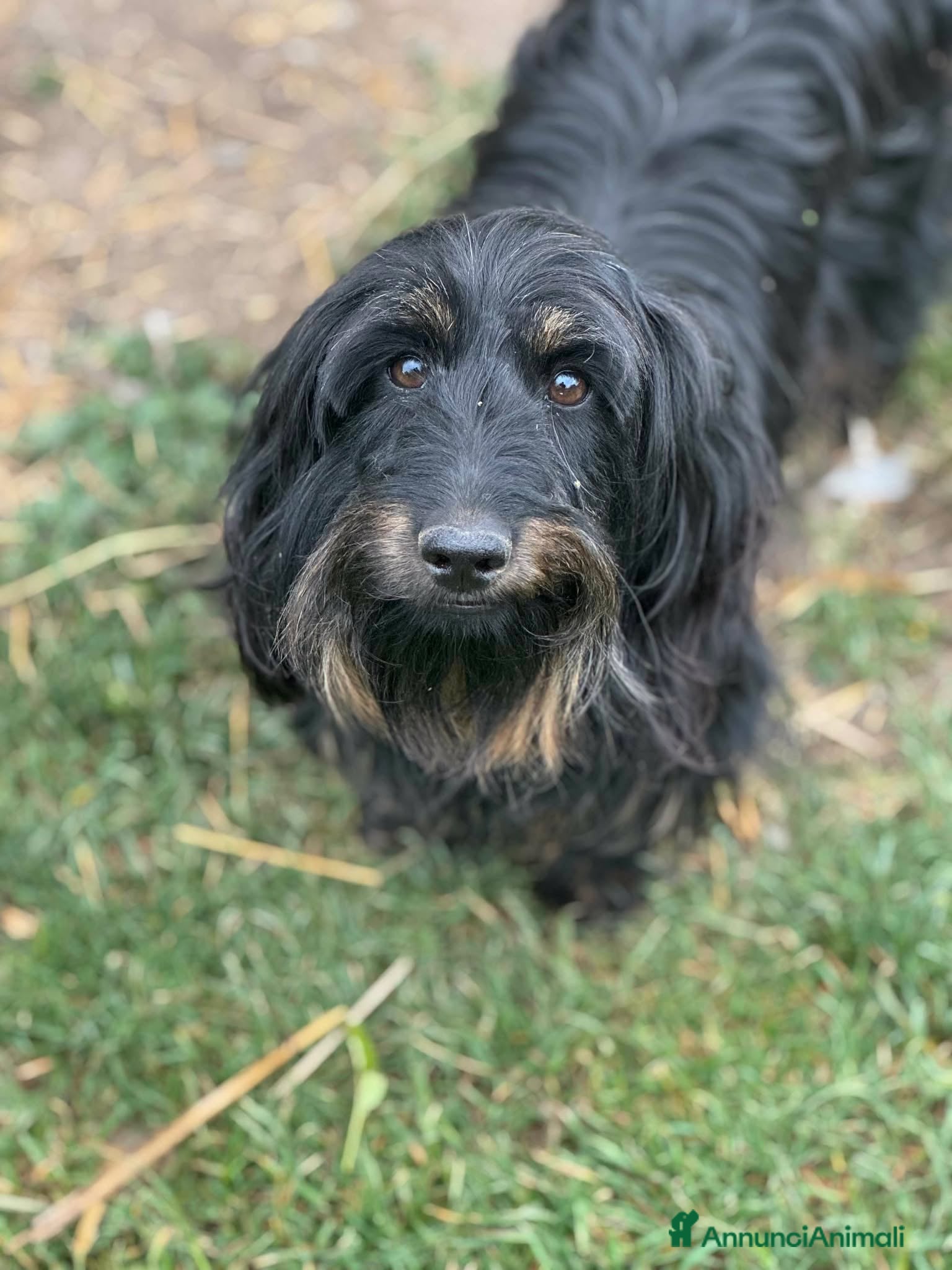 Meticcio cani in regalo: AFRA, baffona simpaticissima! TG PICCOLA! - Annuncio 4