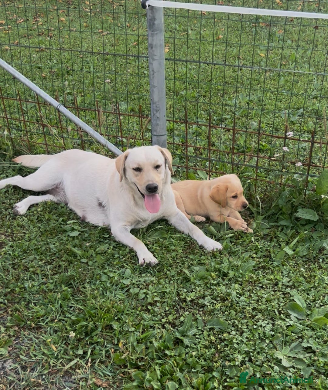 Labrador cani in vendita: Ultimo cucciolo di Labrador  - Annuncio 2