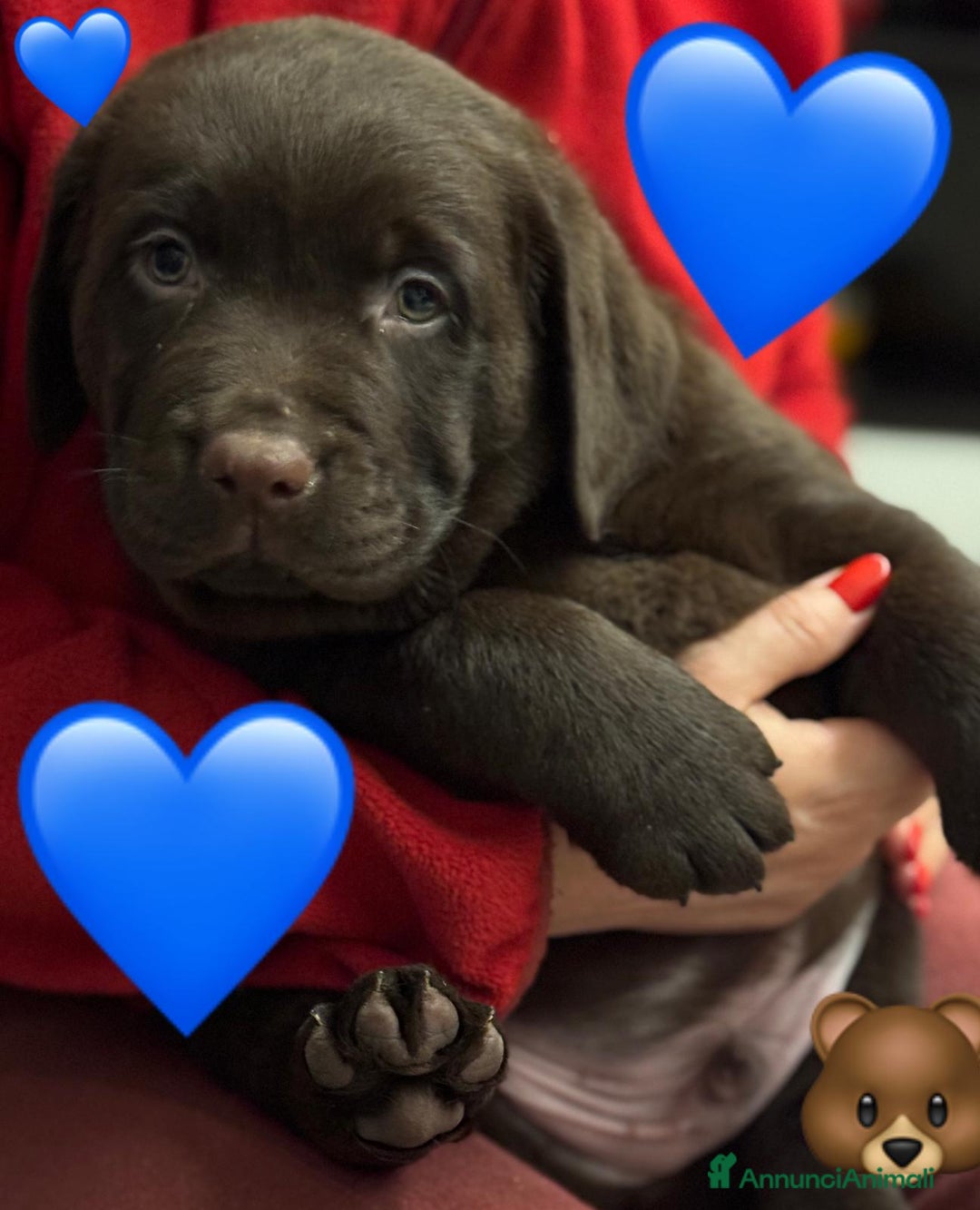Labrador cani in vendita: Meraviglioso cucciolo di labrador chocolate puro a Città metropolitana di Palermo - Immagine 13