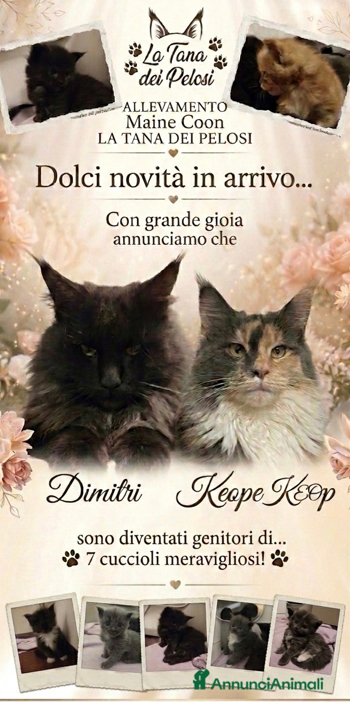 Maine Coon gatti Maine coon  - Annuncio 2