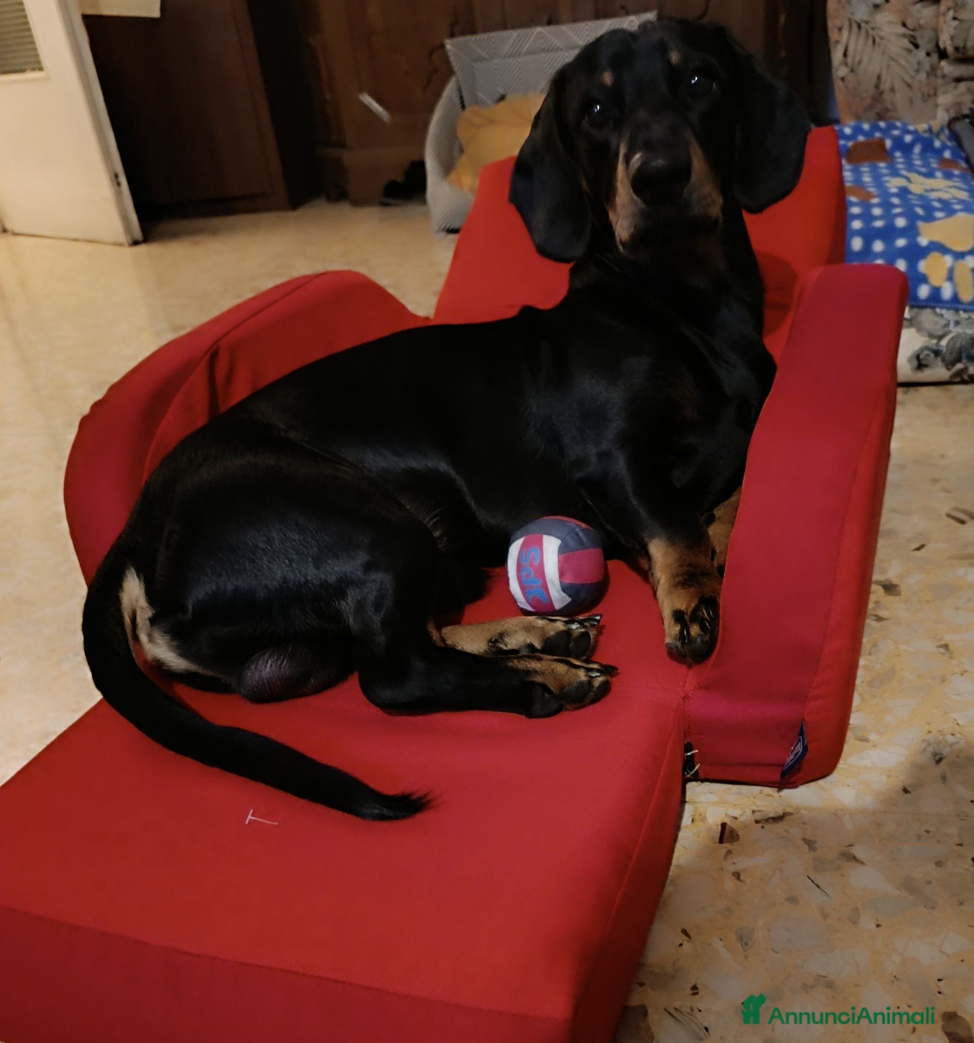 Bassotto cani Bassotto maschio x accoppiamento nero focato - Annuncio 1