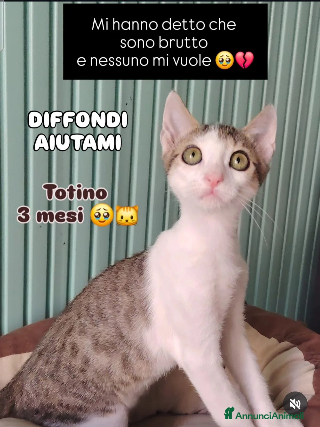 Altre razze gatti in regalo: SERVONO ADOZIONI PER SALVARLI  a Provincia di Modena - Annuncio 1