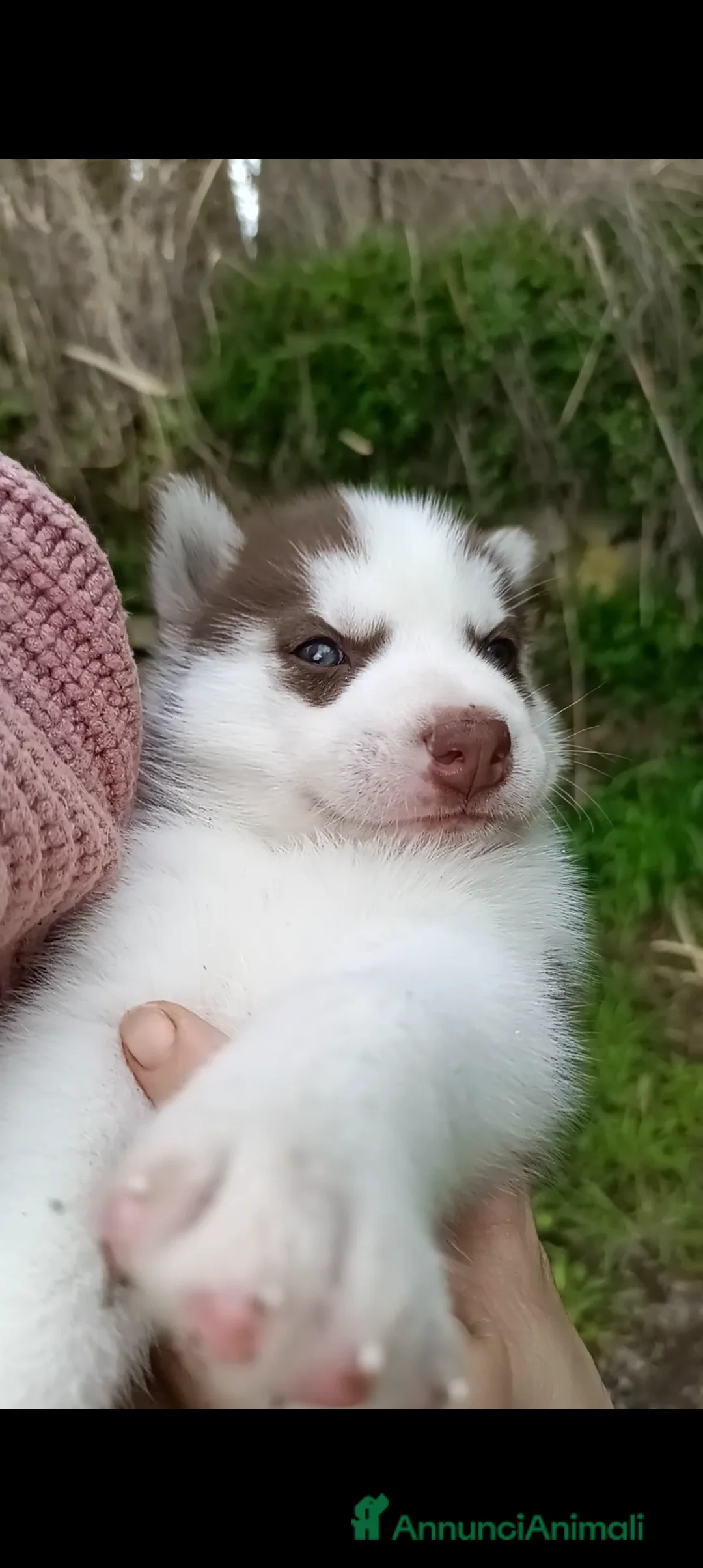 Husky cani in vendita: Cucciolo Siberian husky  - Annuncio 25