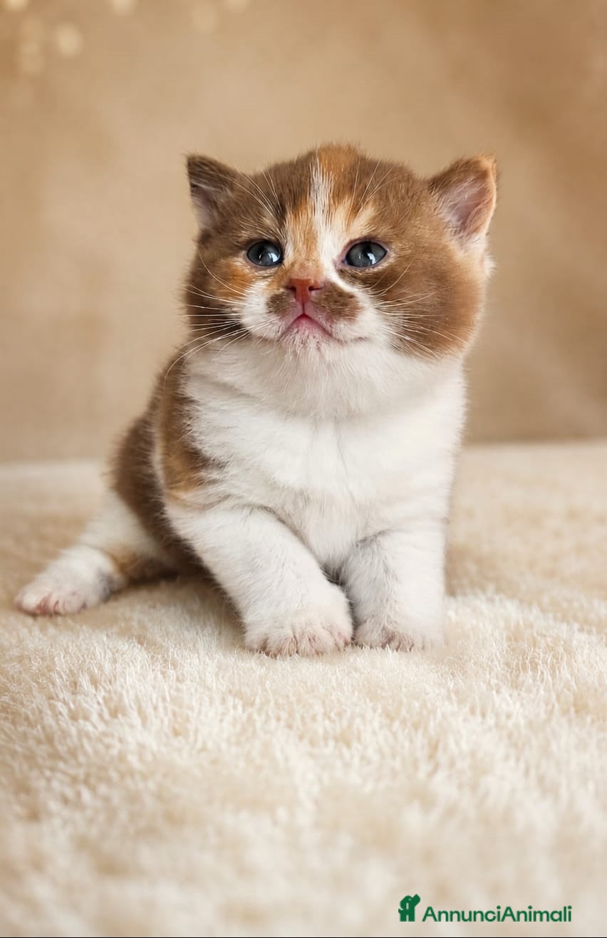 British gatti British shorthair  - Annuncio 12