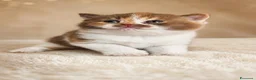 British gatti in vendita: British shorthair  - Annuncio 3