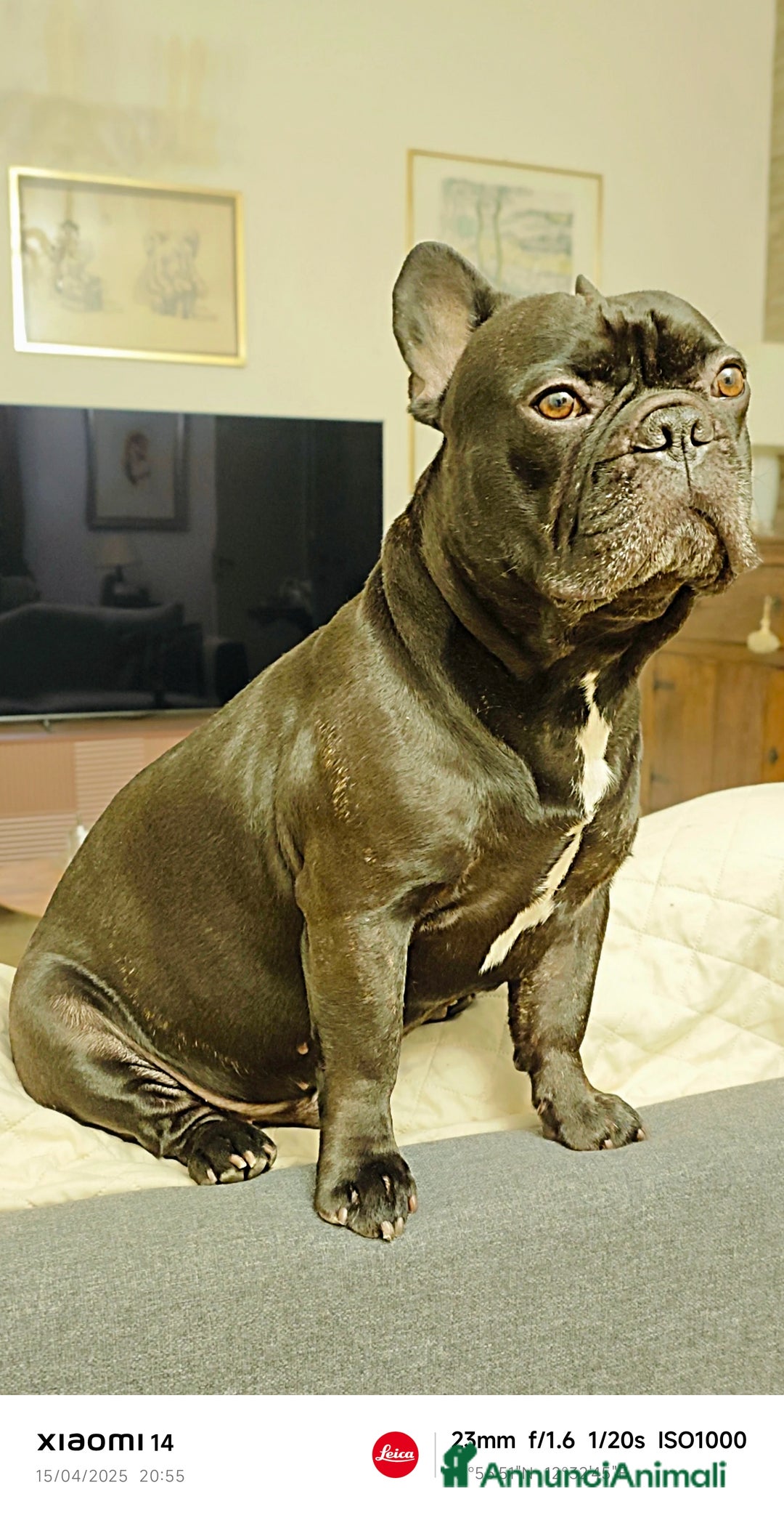 Bulldog Francese cani per accoppiamento: Oliver per accoppiamento....❤️❤️🙏🙏🙏 - Annuncio 3