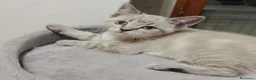 Siamese gatti in vendita: Cucciola di Siamese - Annuncio 3