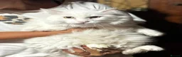 Meticcio gatti in regalo: Dante bellissimo micione bianco cerca casa - Annuncio 4