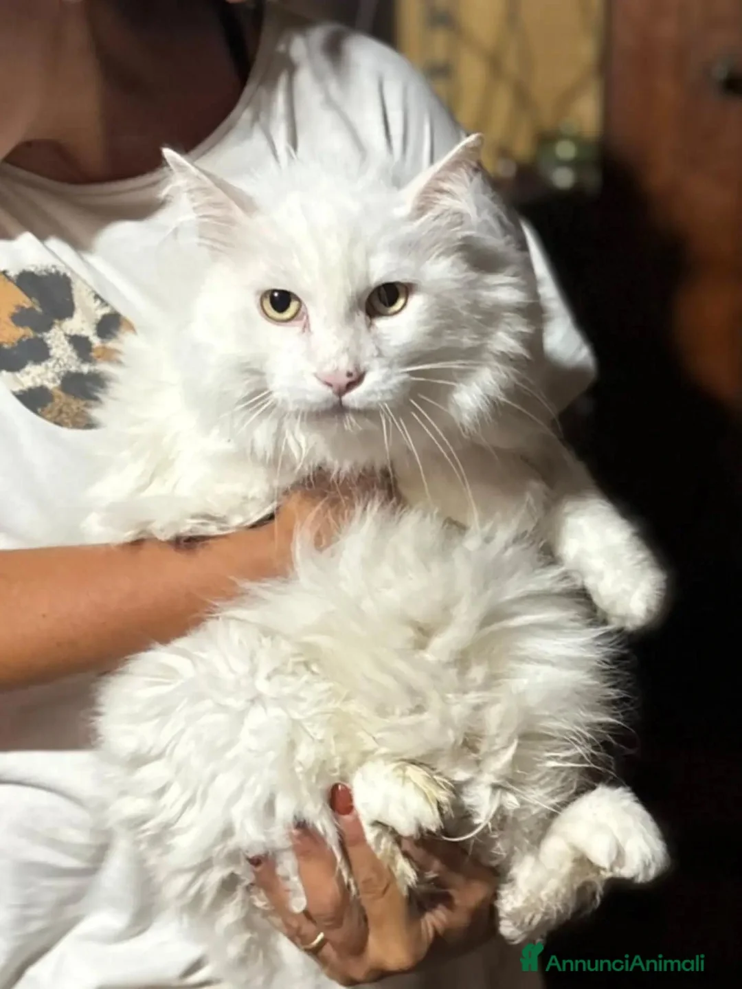 Meticcio gatti in regalo: Dante bellissimo micione bianco cerca casa - Annuncio 4