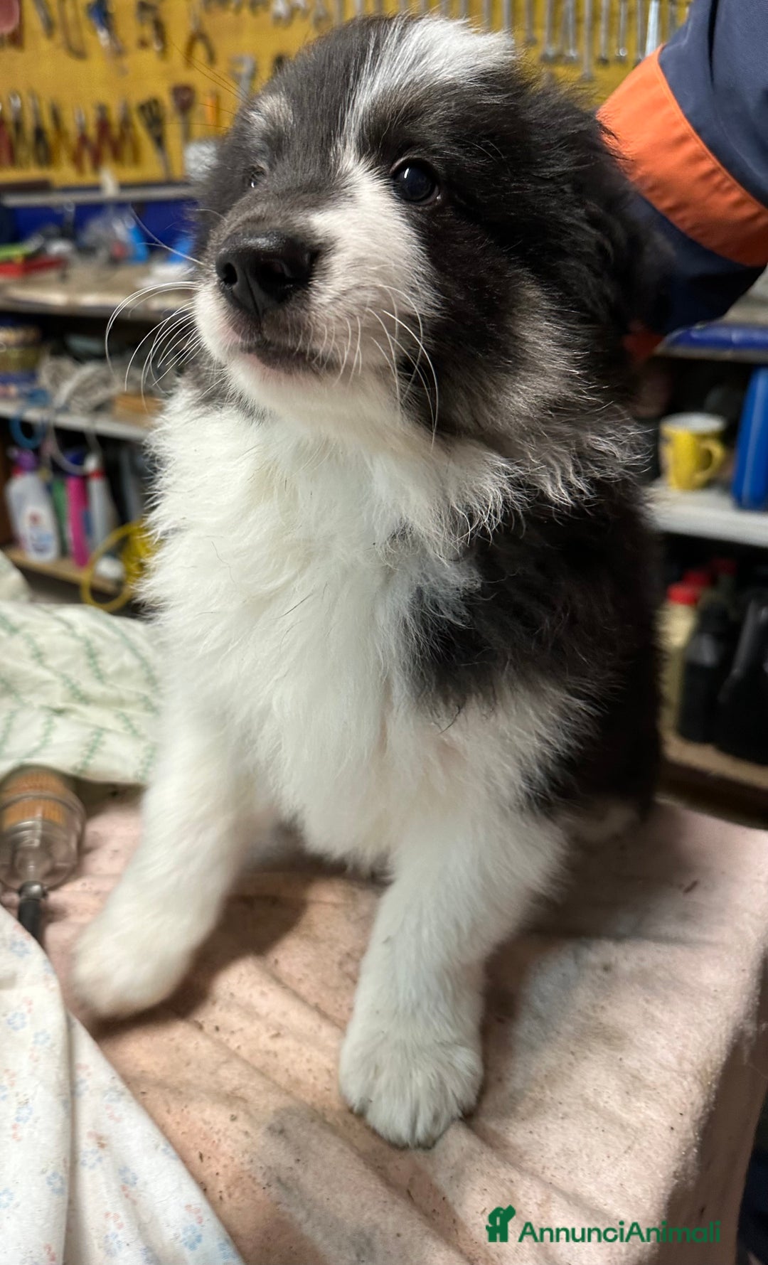 Border Collie cani in vendita: Cuccioli border collie puri  - Annuncio 4