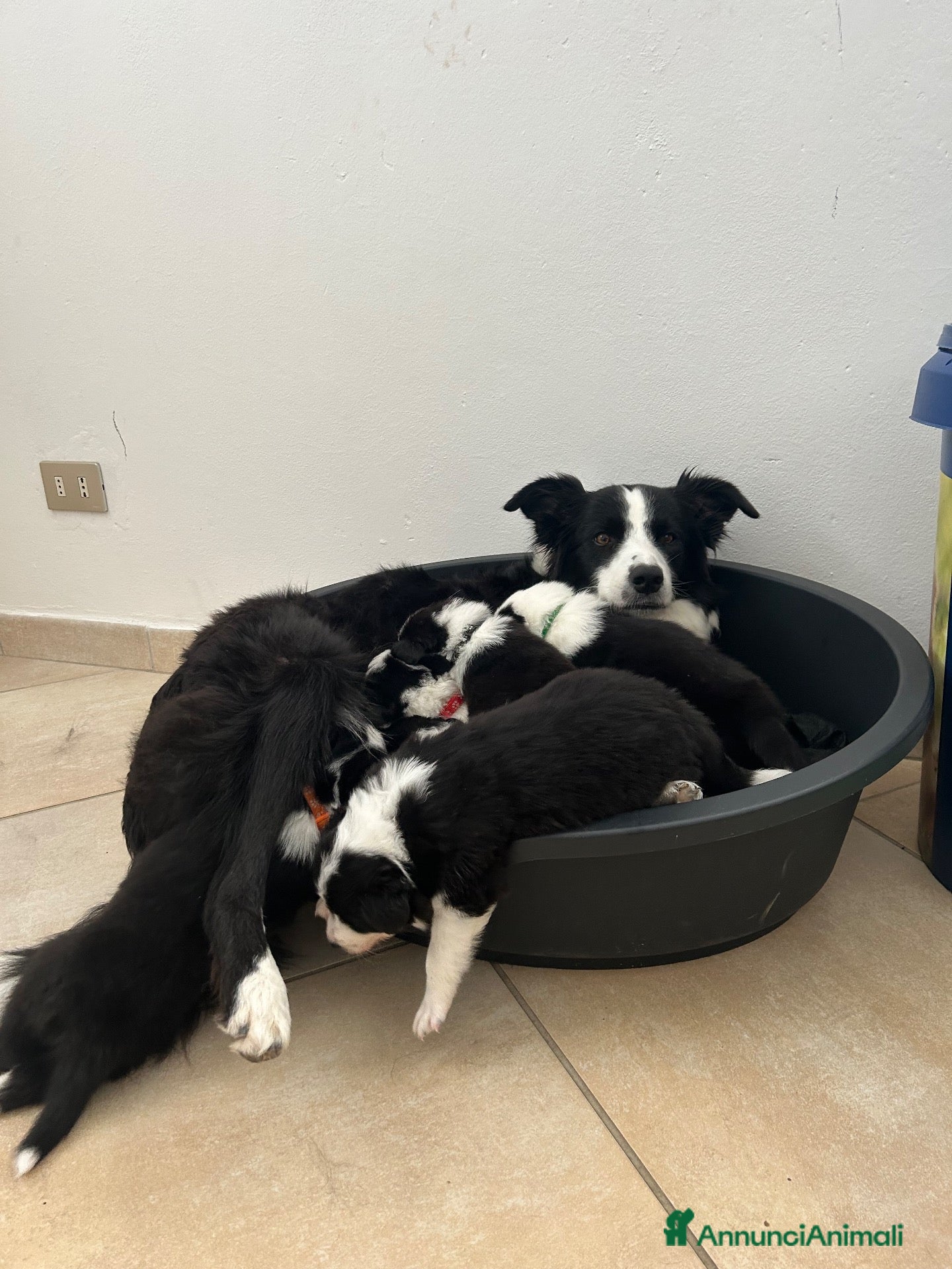 Border Collie cani Cucciolata di Border Collie - Annuncio 26