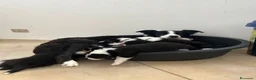 Border Collie cani in vendita: Cucciolata di Border Collie - Annuncio 1
