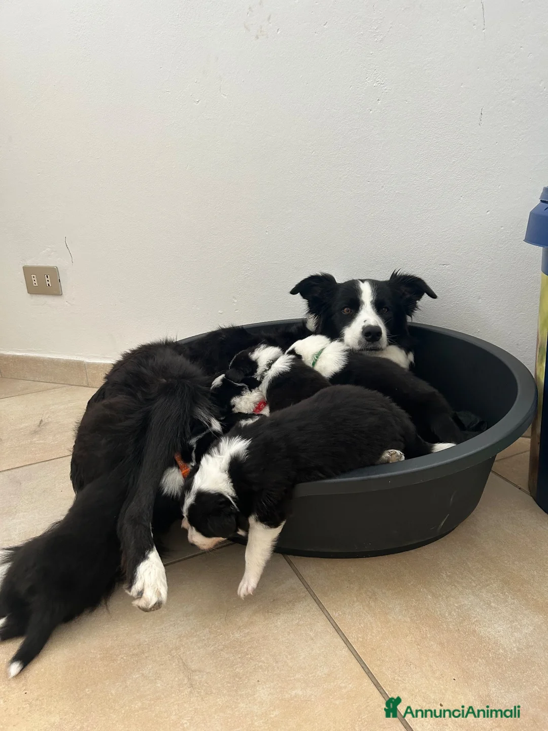 Border Collie cani in vendita: Cucciolata di Border Collie - Annuncio 1