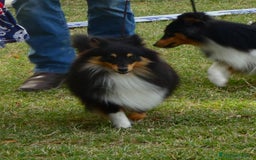 Shetland Sheepdog cani in vendita: Cuccioli Shetland sheepdog a Provincia di Alessandria - Immagine 13
