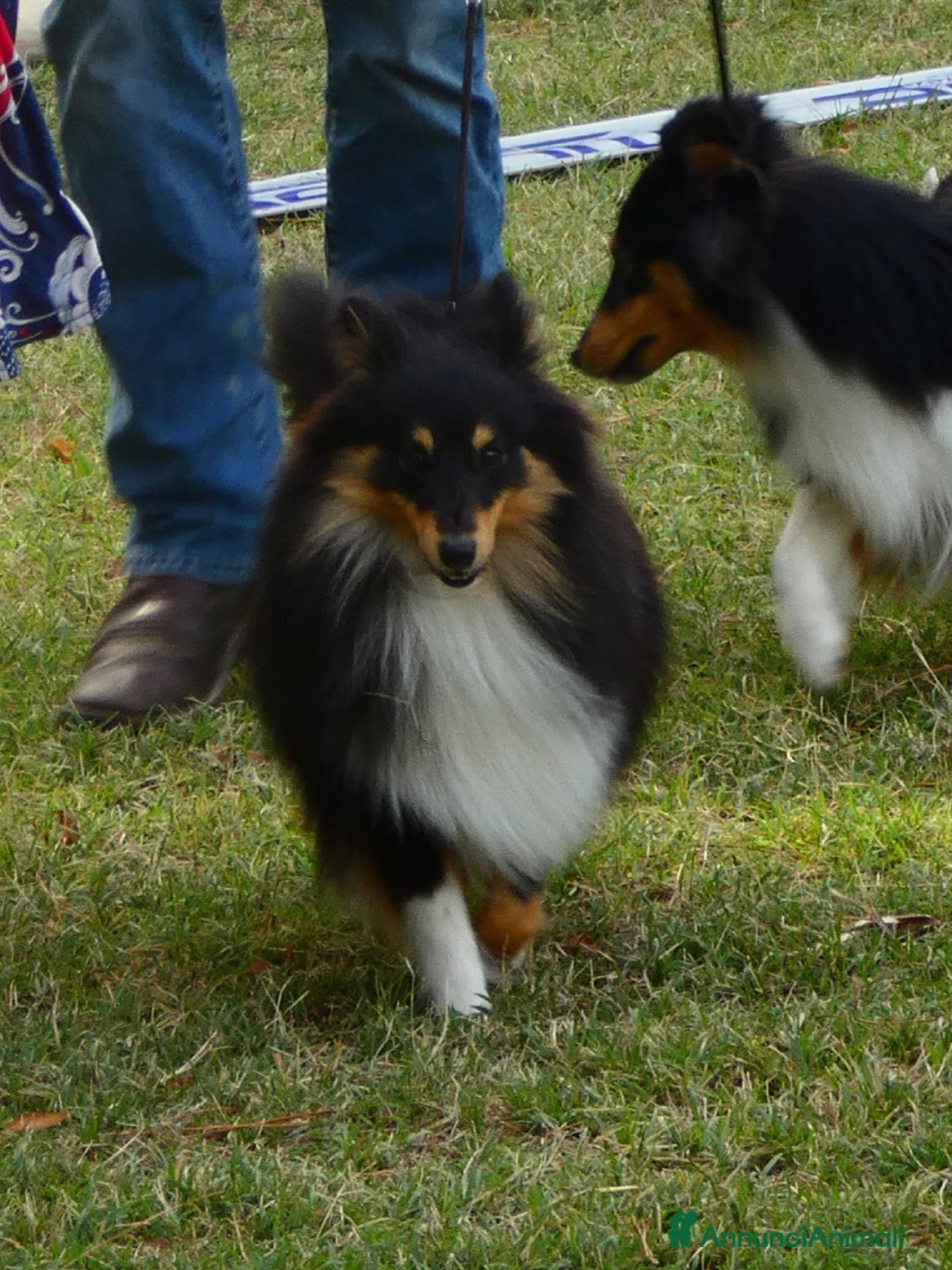 Shetland Sheepdog cani in vendita: Cuccioli Shetland sheepdog a Provincia di Alessandria - Immagine 13