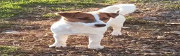 Jack Russell cani in vendita: Cucciolata jack Russell terrier con pedigree  - Annuncio 24